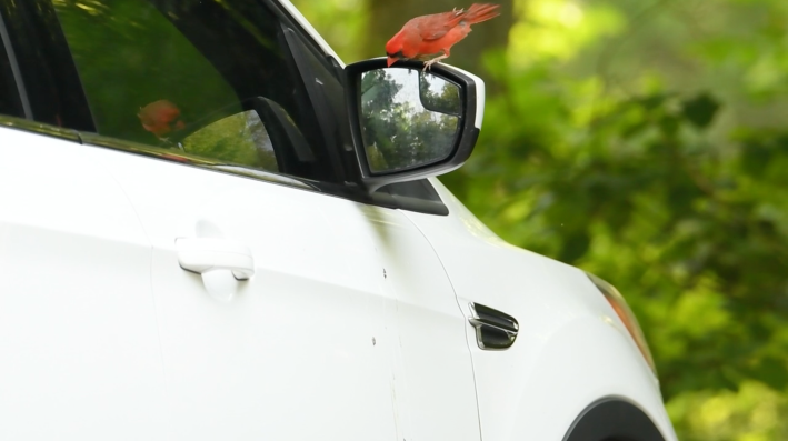 A still from a video capturing a red male cardinal perched on a side-view mirror of a white car